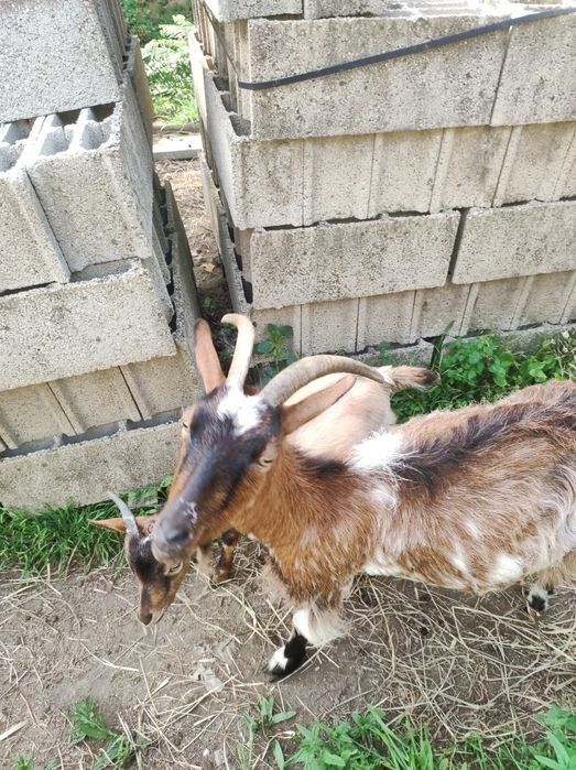 cabrita mais cria  procura novo pasto