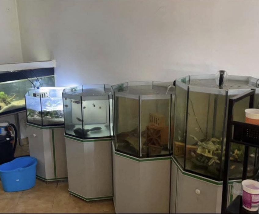 Aquarios diversos tamanhos