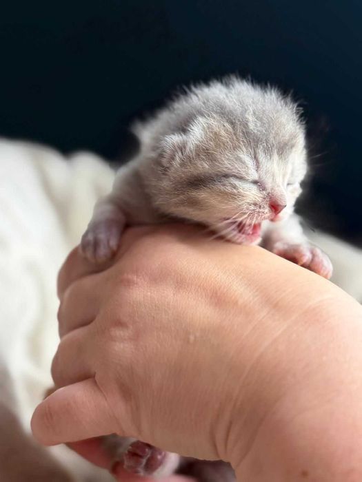 Gatinho britânico de cor ouro azul
