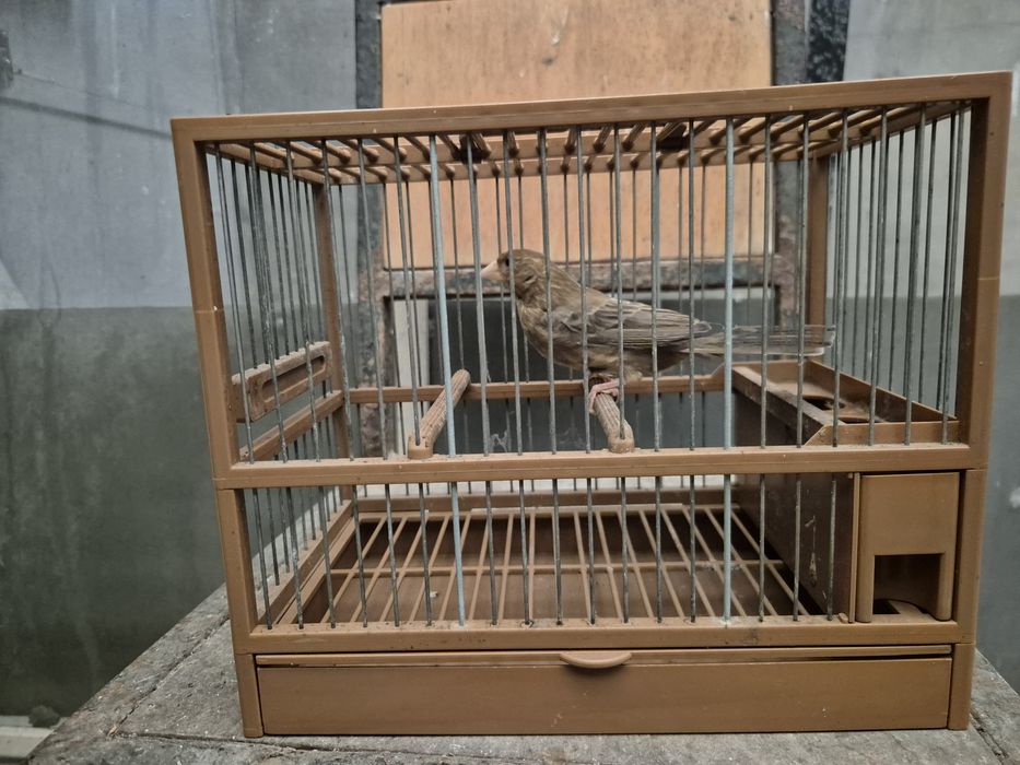 Carpodacos mexicanos