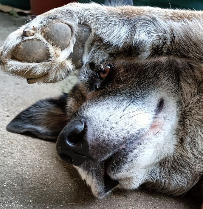 Dog walking / pet sitting