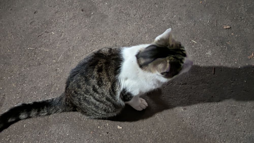 Młody kotek - oddam.