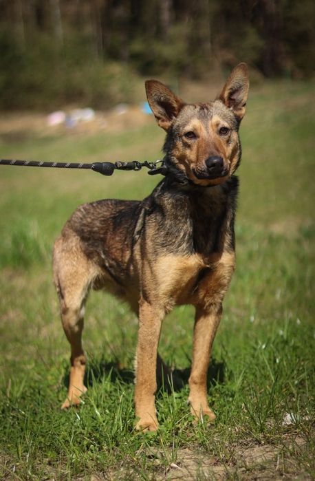 Młody Alfa szuka domu / do adopcji