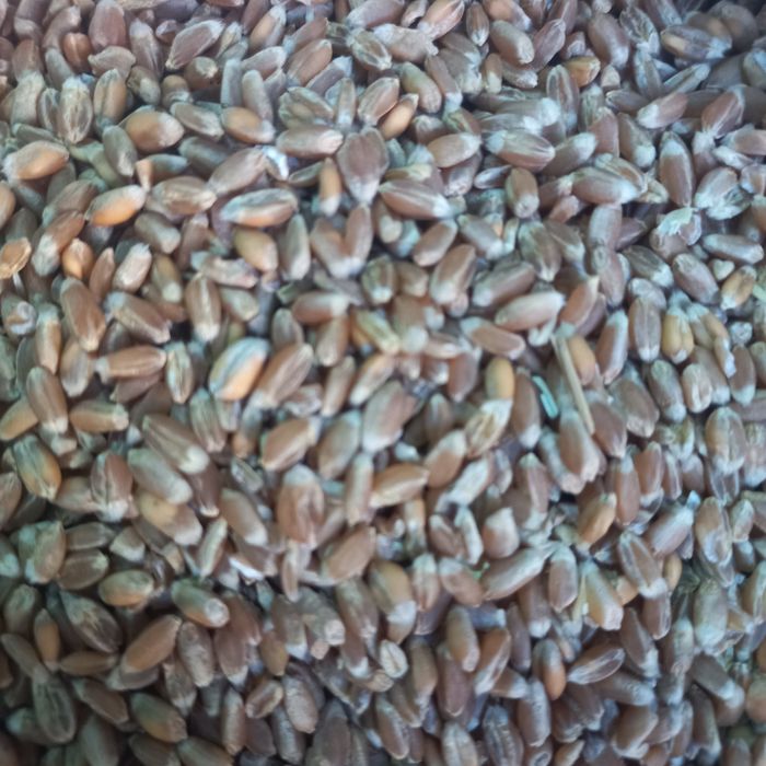 Продам пшеницю 2025р.