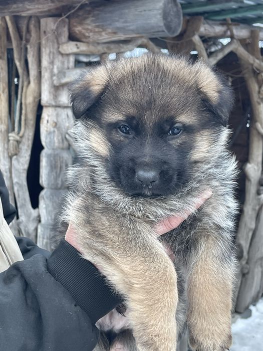Цуценята німецькоі вівчарки