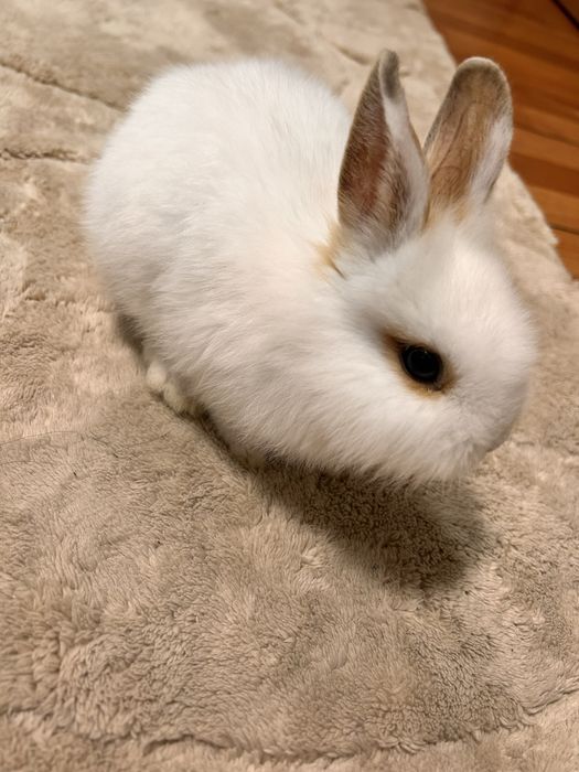 Coelho anao macho 4 meses