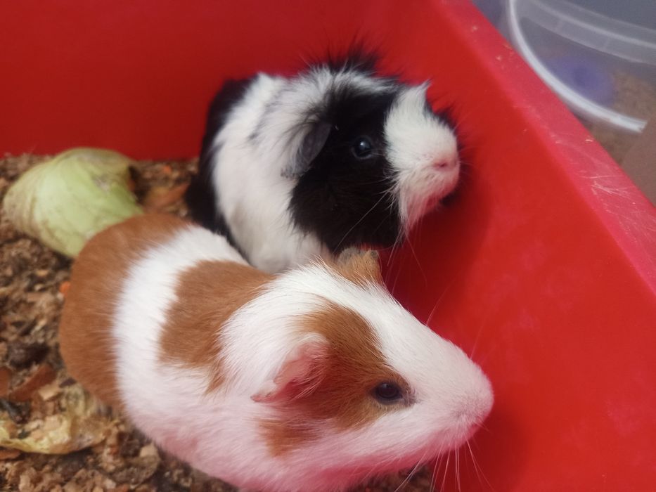 Подарую морських свинок Безкоштовно