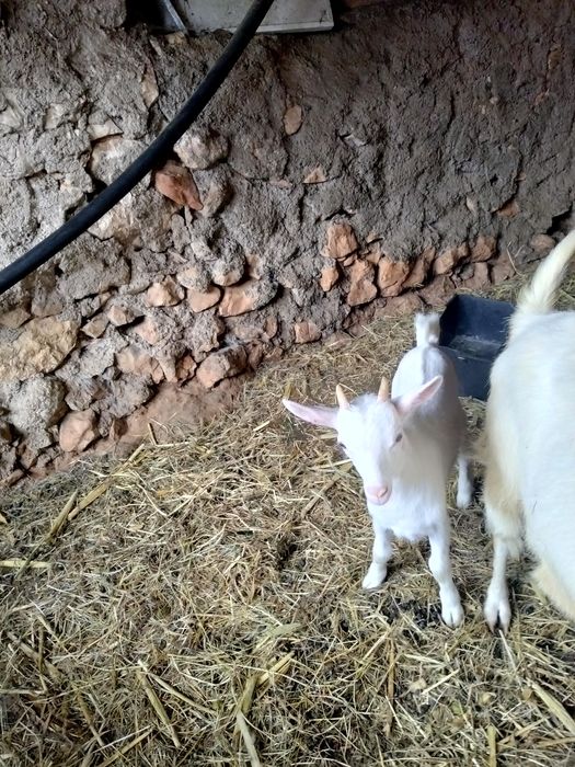 Cabrito com 2 meses