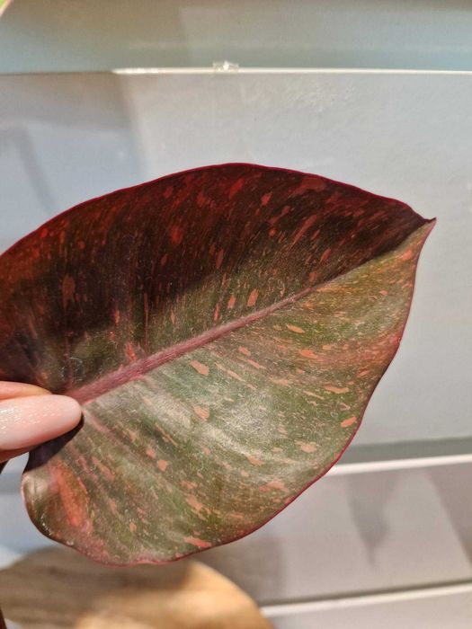 Philodendron Orange Princess Filodendron