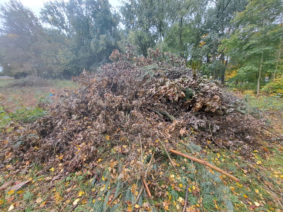 Drewno, gałęzie - dąb, sosna