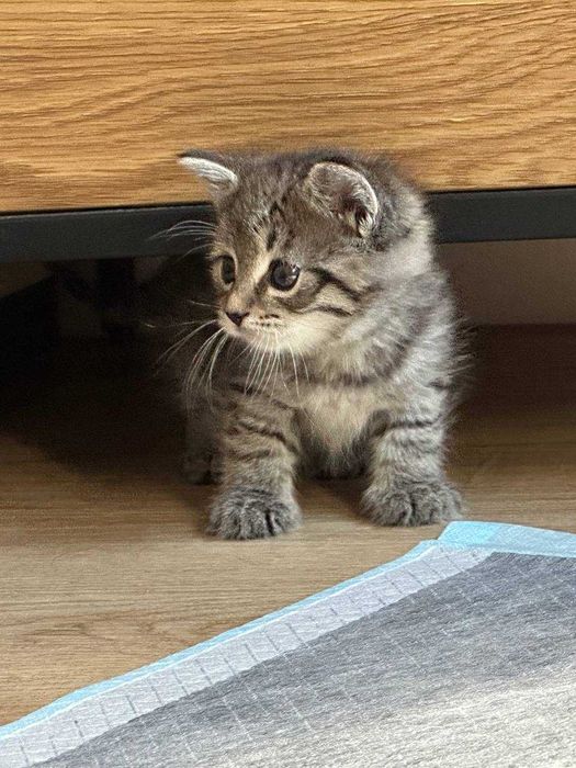 Наймиліше котеня шукає родину