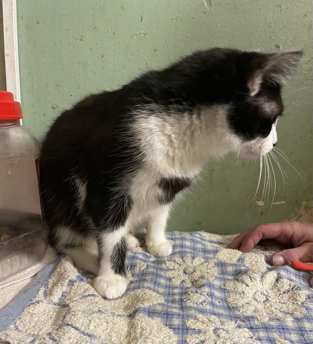 Котик котенок черно белый мальчик