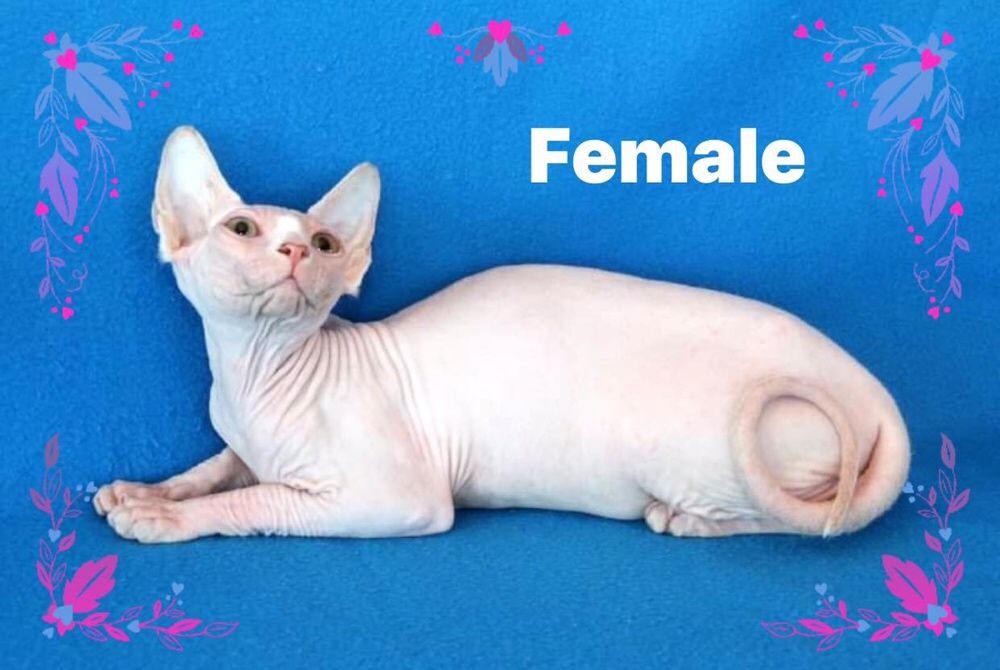 Белые и чёрные котята