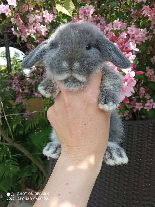 Mini lop królik króliczki baranki kłapouszki legalna hodowla