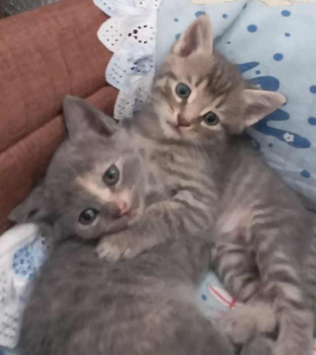 Шукають дім кошенята