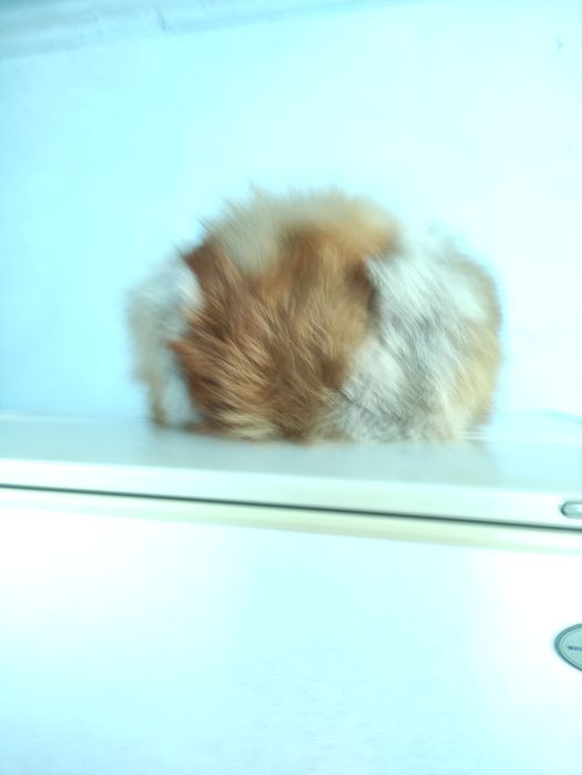 Шапка женская  из натурального лисьего меха. .