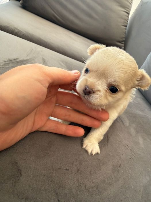 Mała suczka Chihuahua – urocza dziewczynka szuka kochającego domu