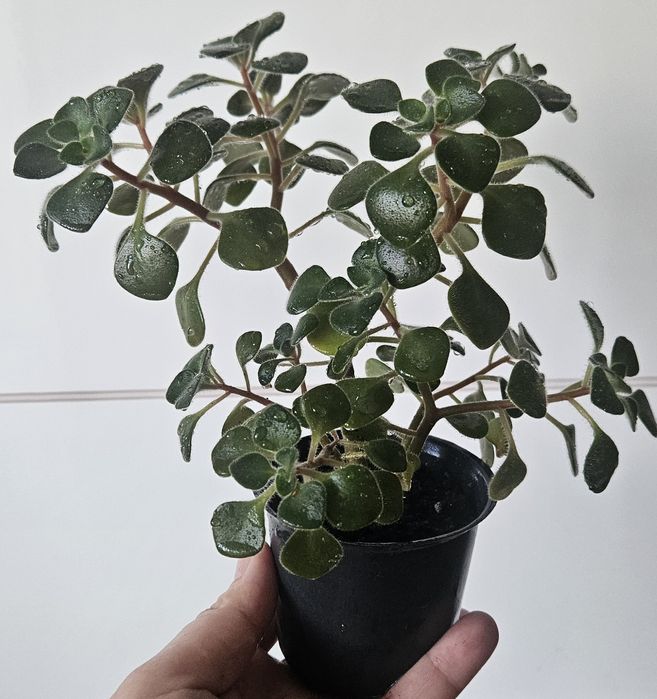 Аіхрізон, дерево кохання