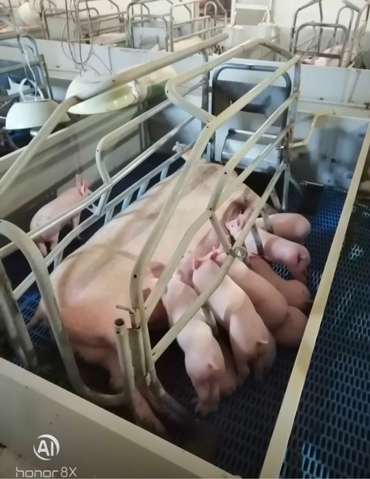 Спермодози від мʼясних порід Пʼетрен,Дюрок,Ландрас,Велика Біла
