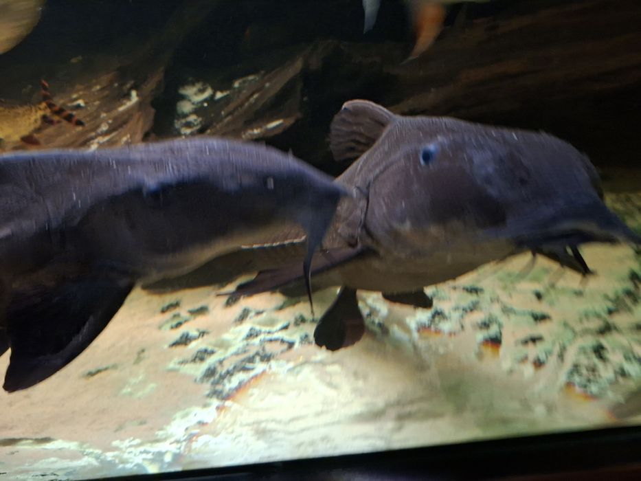 Oxydoras niger sprzedam