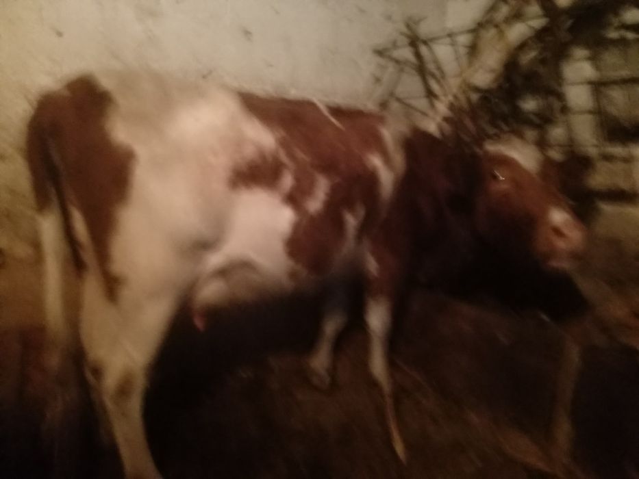 Продам добру корову