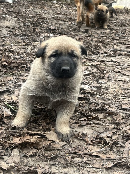 Щенки немецкого малинуа