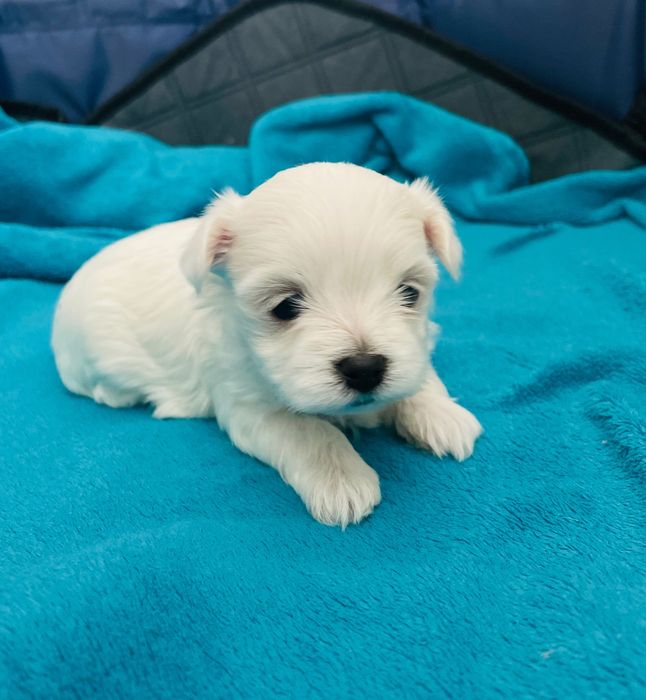 Maltańczyk mini sunia