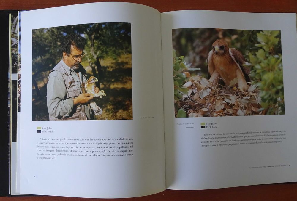 Testemunhos da Vida Selvagem - Aves de Rapina de José Antunes Rito