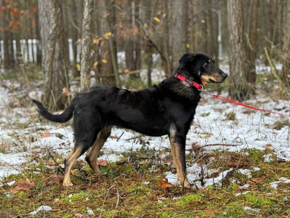 TOSIA - około 2 letnia suczka