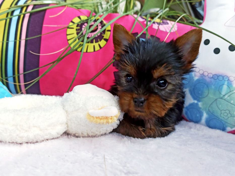 Yorkshire Terrier śliczny piesek