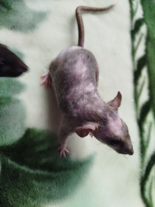 Щури декоративні ручні криси домашні гризуни