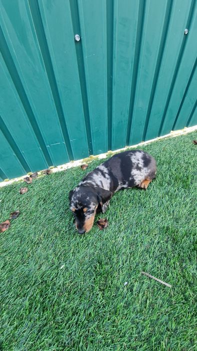 Teckel Black Merle Macho