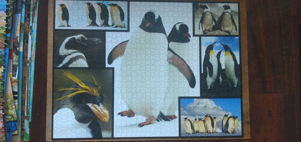 Puzzle ułożone 1000 elementów pingwiny