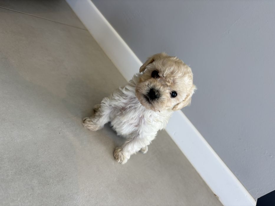 Pudel miniaturowy suczka