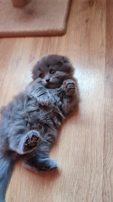 Котята шотландские веслоухие