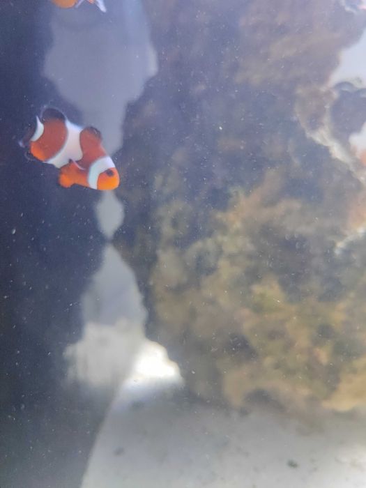 Peixe Palhaço ocellaris