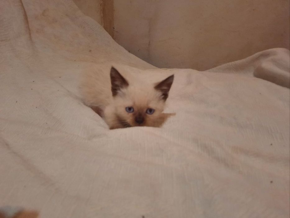 Кошенята в люблячу сім'ю