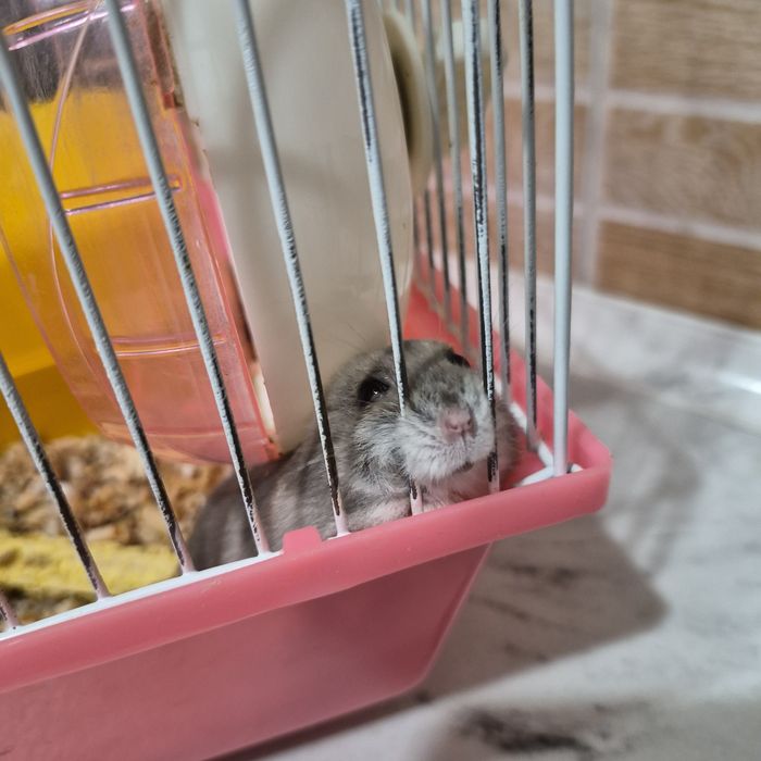 Хом'як разом з кліткою