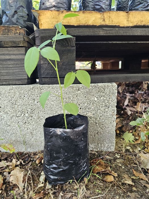 Erythrina crista galli planta