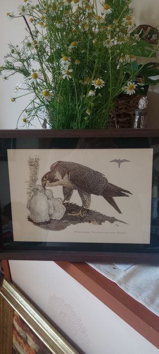 Piękne grafiki ptaków trzy jednakowo oprawione