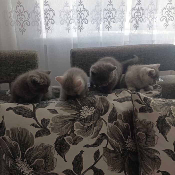 Котики шотландські
