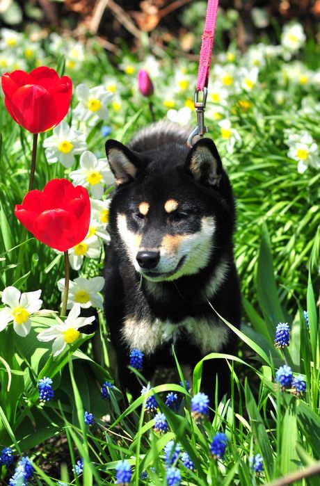 Шиба-іну, Сіба-іну, Shiba,Сиба дівчинка!