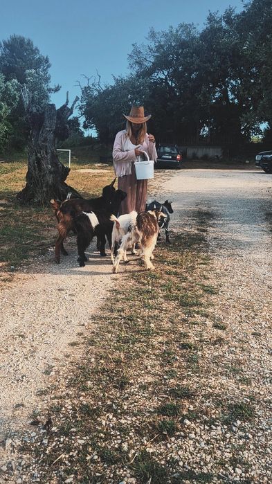 Cabras, Cabras anãs