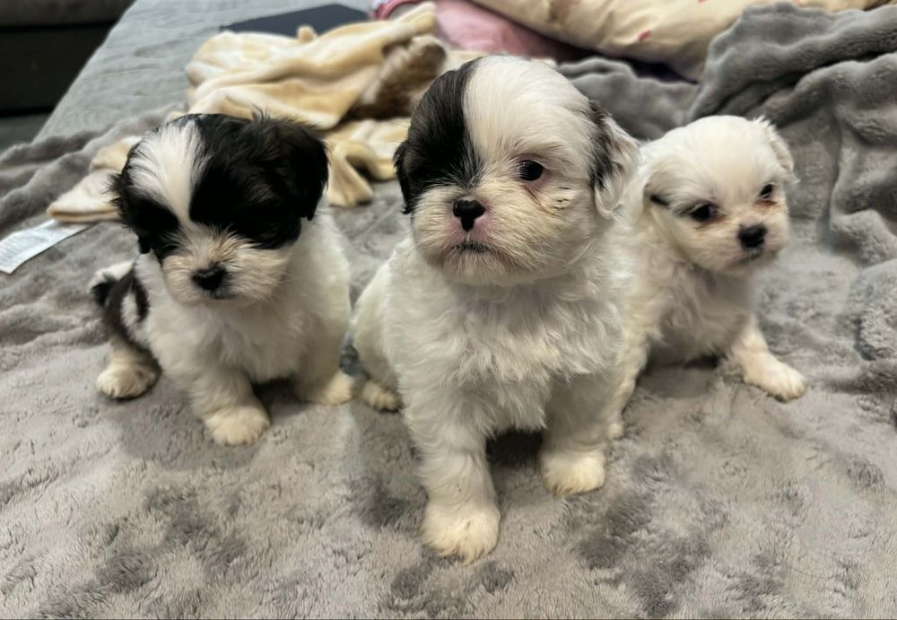 Szczeniaki  shih tzu