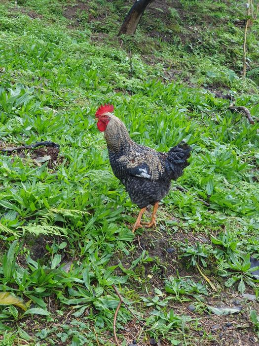 Galo de Poedeiras