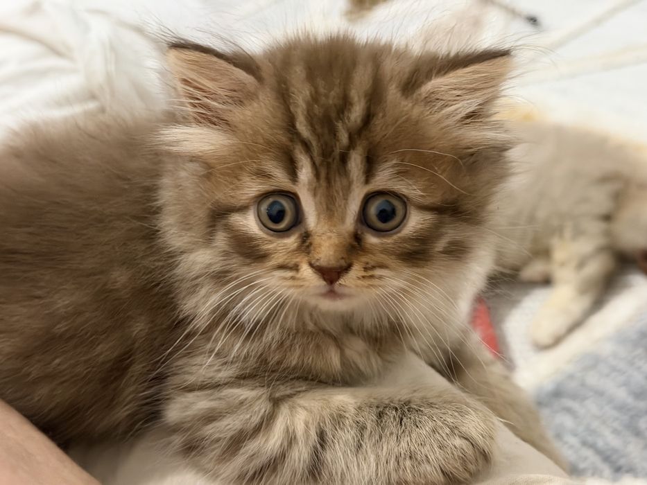 Gatinha Scottish straight chocolate tabby