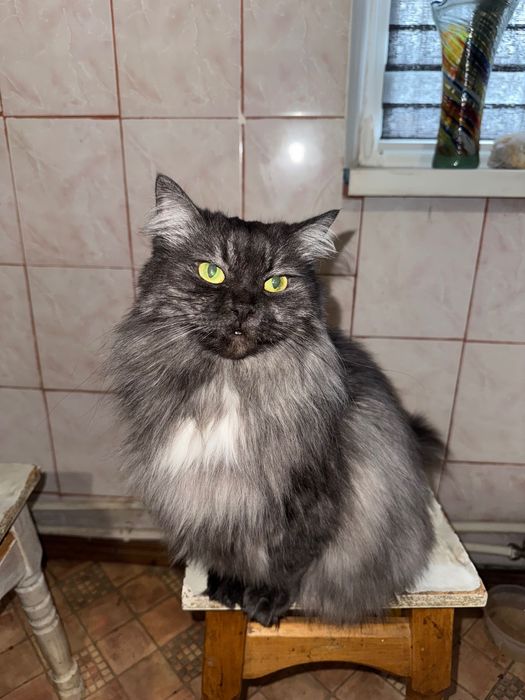 Шукаю добрих господарів для своєї киці