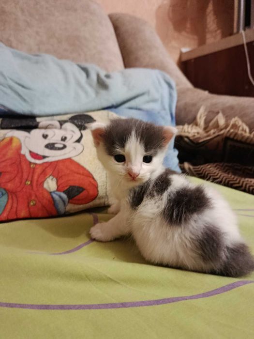 Віддам кошеня в добрі руки