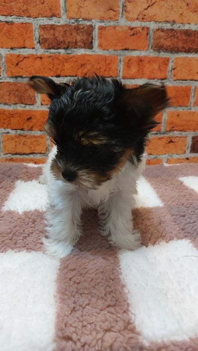 York biewer chłopak