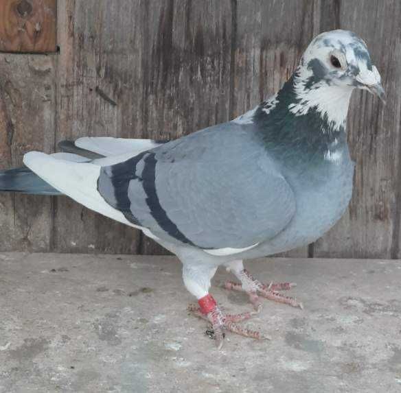 Gołębie pocztowe